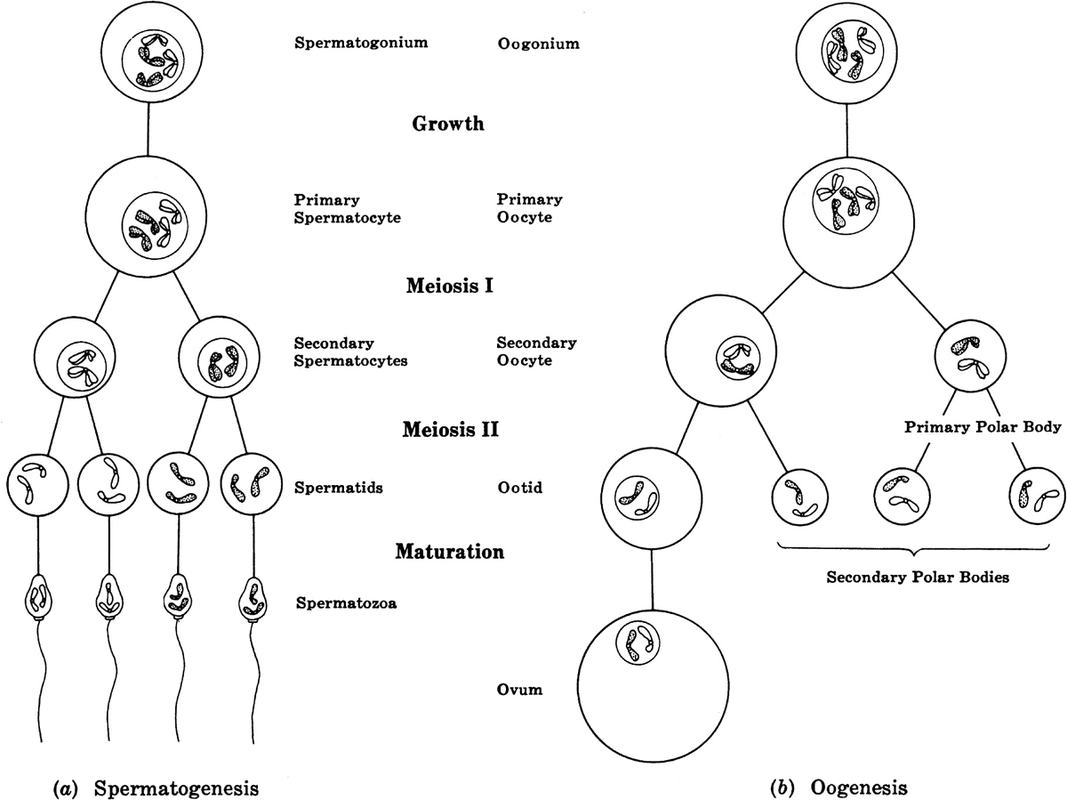 Meiosis Gametogenesis Ap Biology Portfolio
